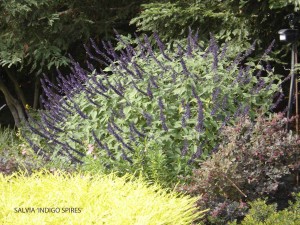 Salvia 'Indigo Spires'